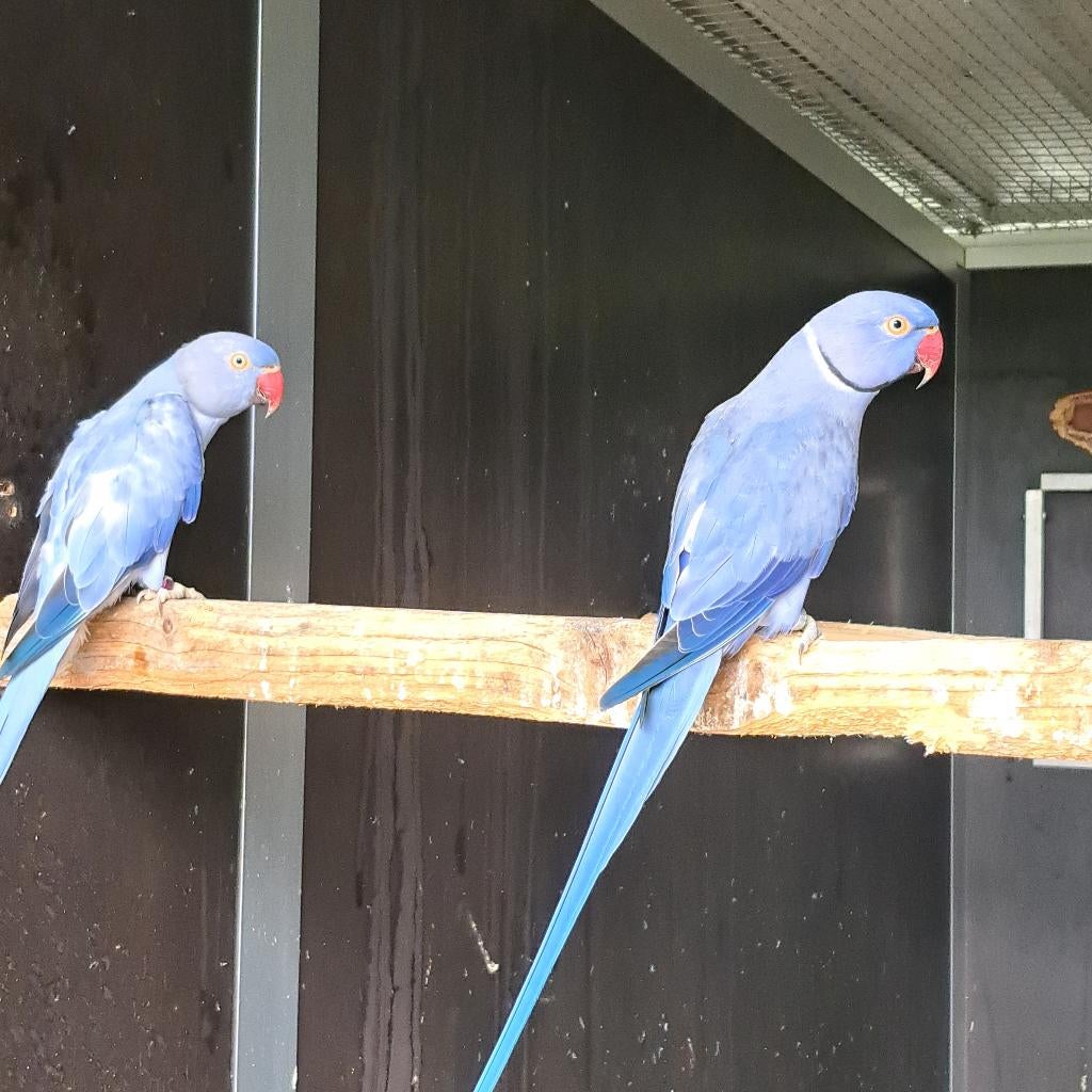 halsbandparkieten violet/opaline/wkwst x violet opaline/wkws, Meerdere dieren, Parkiet, Geringd