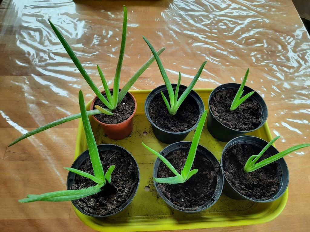 Plantes d'aloe vera plantes d'intérieur aloe vera toutes tai, Autres espèces, Ne fleurit pas, Enlèvement, Plante fixe