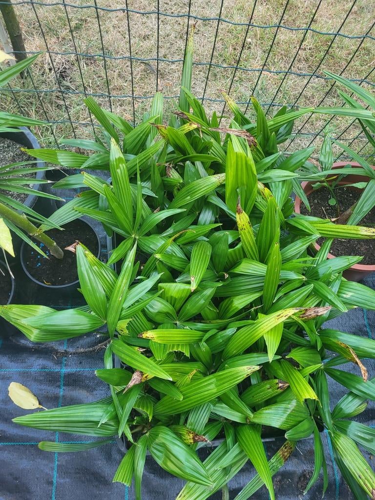 Zaailingen tragycarpus fortunei palmboompjes, Jardin & Terrasse, Plantes | Jardin, Enlèvement ou Envoi, Plein soleil, Été, Fougères