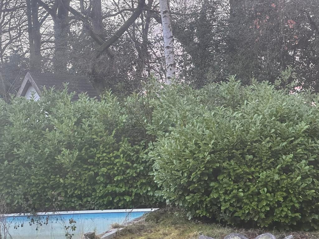 Gratis af te halen: mooie groene struiken / haagplanten, Enlèvement ou Envoi, Haie