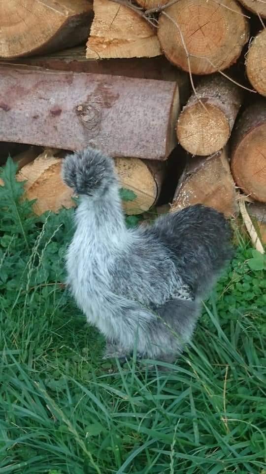 Zijdehoender krielkippen jonge hennen beschikbaar, Dieren en Toebehoren, Pluimvee, Vrouwelijk, Kip