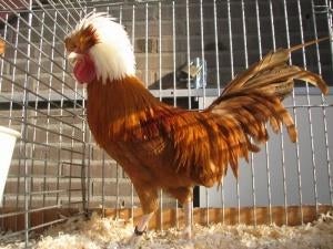 Gezocht: Hollandse kuifhoen-haan (kriel), Dieren en Toebehoren, Pluimvee, Mannelijk, Kip