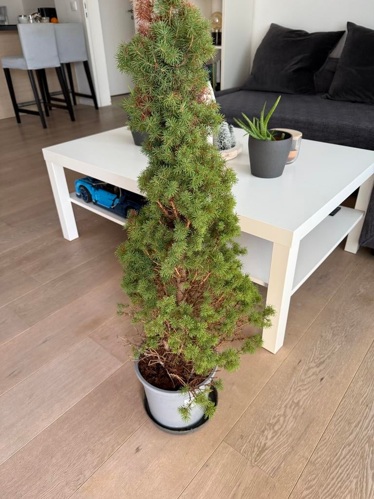 Sapin, Enlèvement, Comme neuf