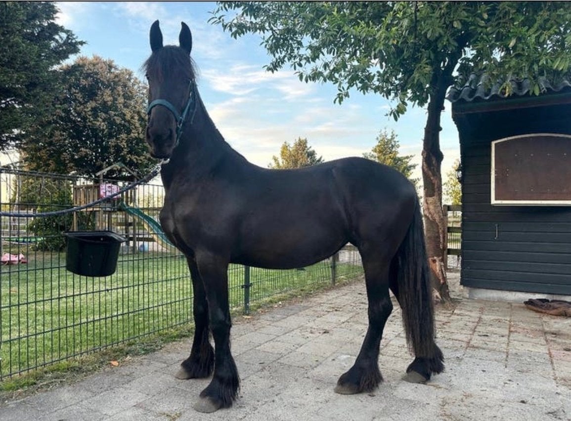 Fries paard, Animaux & Accessoires, Chevaux, Jument, M