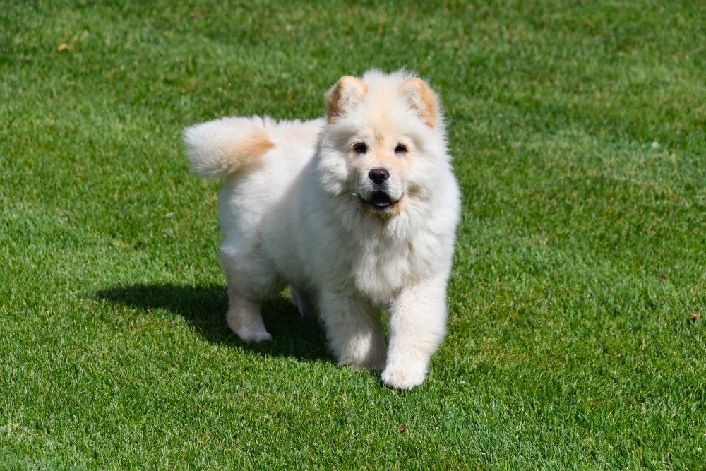 Chiots Chow Chow à vendre