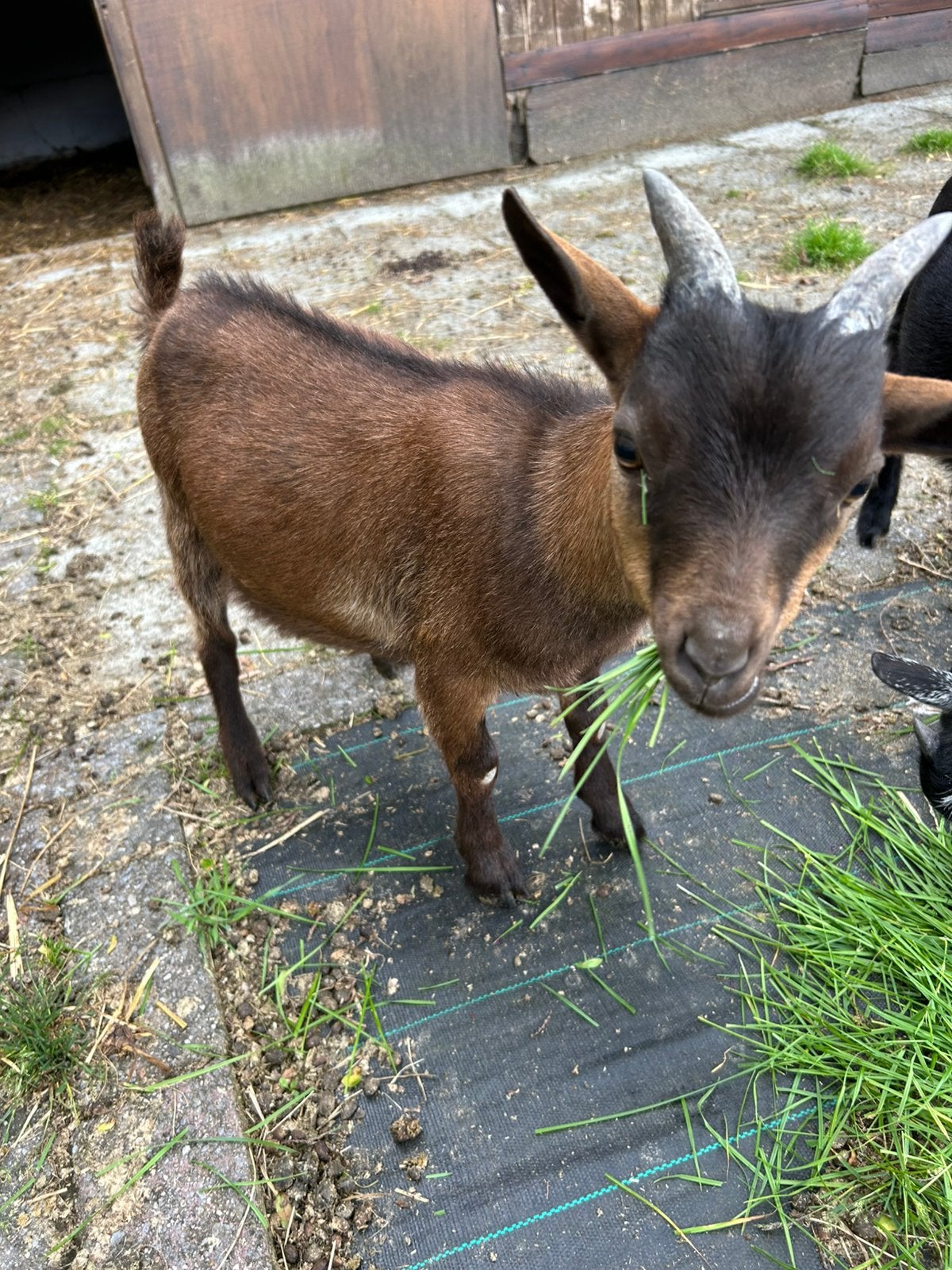 bok te koop, Animaux & Accessoires, Mâle, Chèvre, 0 à 2 ans