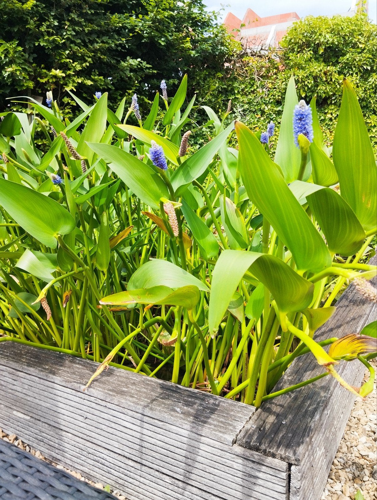 Vijverplanten snoekkruid, Ophalen