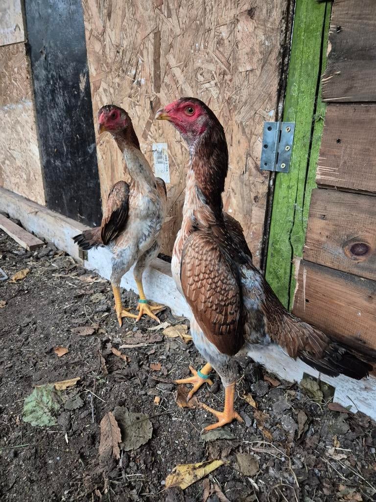 Shamo (Brésil et Hint & Osaka), Animaux & Accessoires, Plusieurs animaux, Poule ou poulet