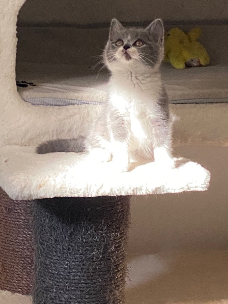 Britse korthaar, Chat, Avec pedigree, 0 à 2 ans