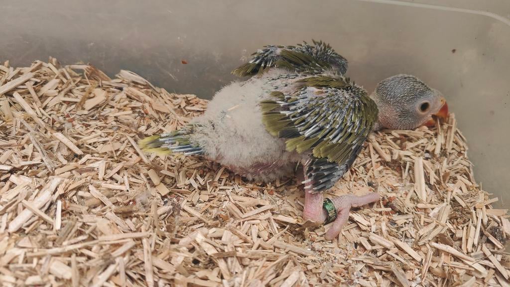 Halsbandparkiet, Dieren en Toebehoren, Geslacht onbekend