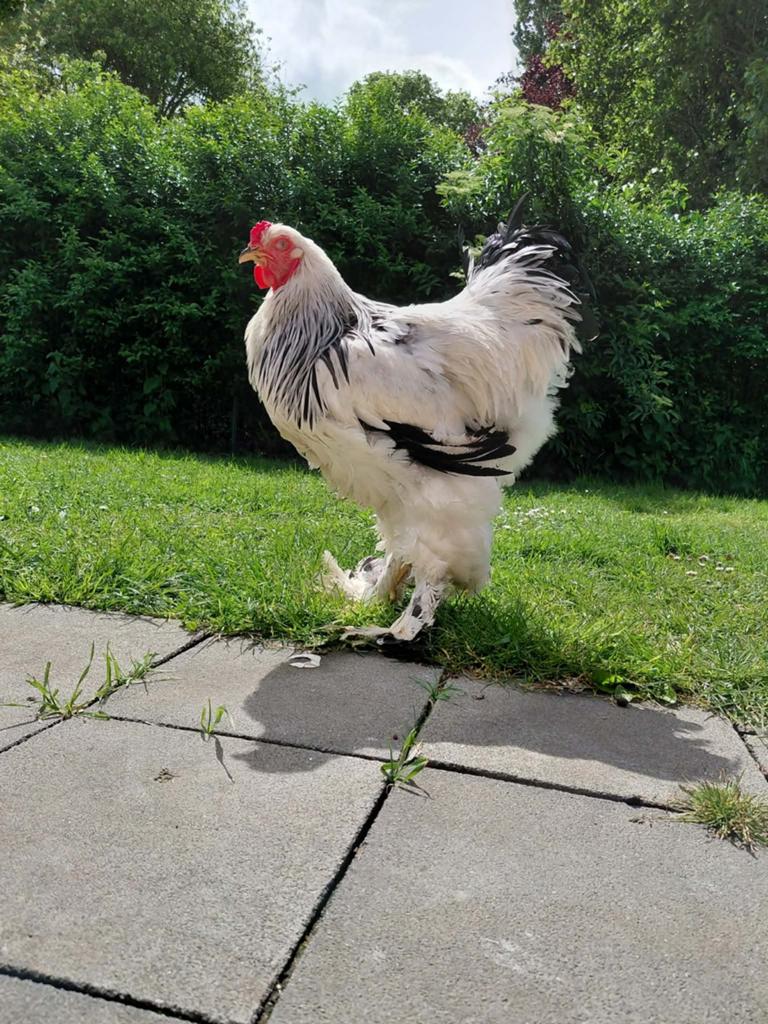 Coq Brahma, Animaux & Accessoires
