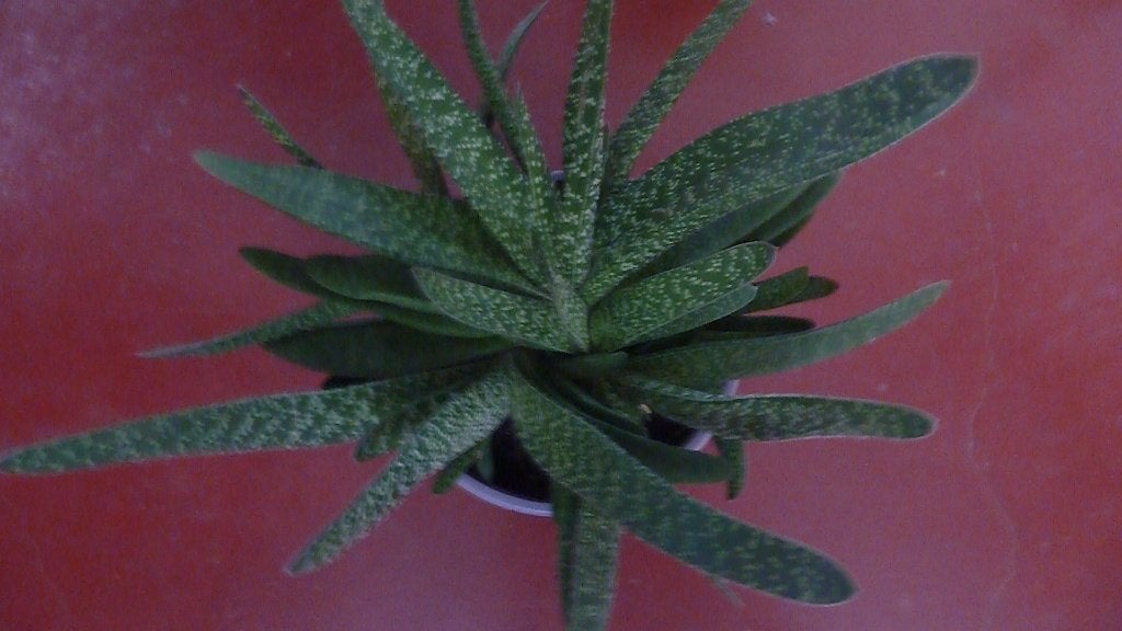 Kamer vetplant, Huis en Inrichting, Kamerplanten, Ophalen, Vetplant, Halfschaduw, In pot