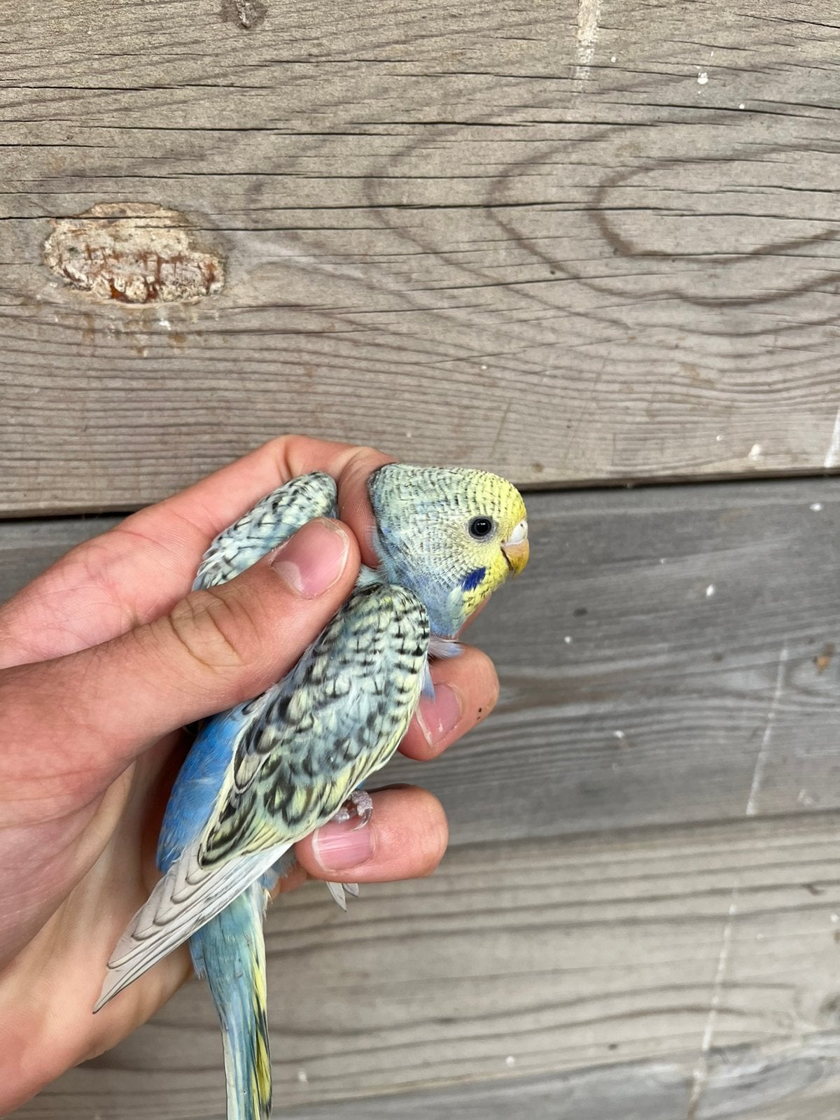 Jonge grasparkiet, Dieren en Toebehoren, Vogels | Parkieten en Papegaaien