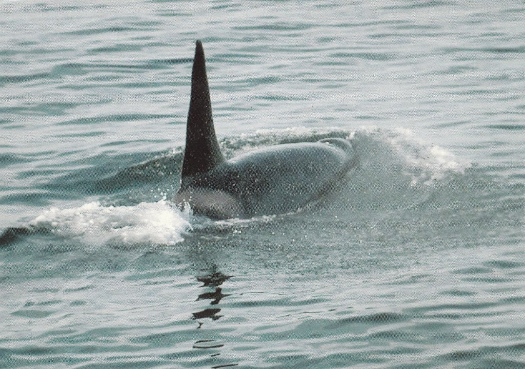 ORCA, Verzamelen, Ophalen of Verzenden, Ongelopen, Waterdier