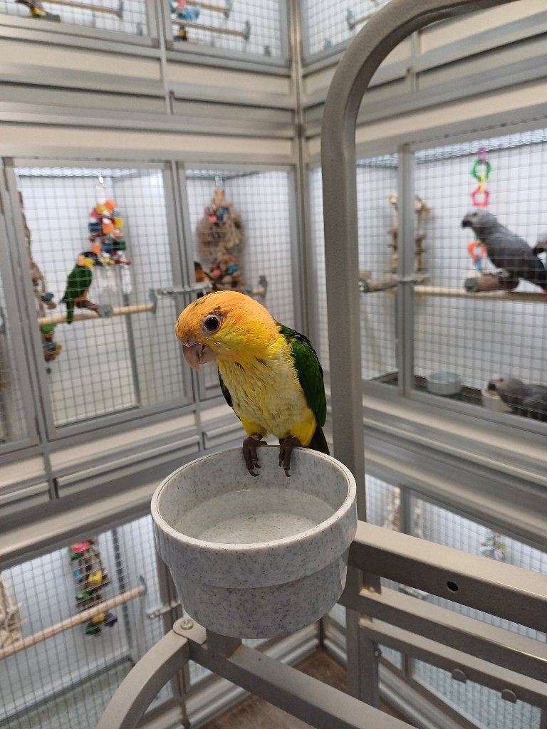 caique, Dieren en Toebehoren, Meerdere dieren, Papegaai, Tam