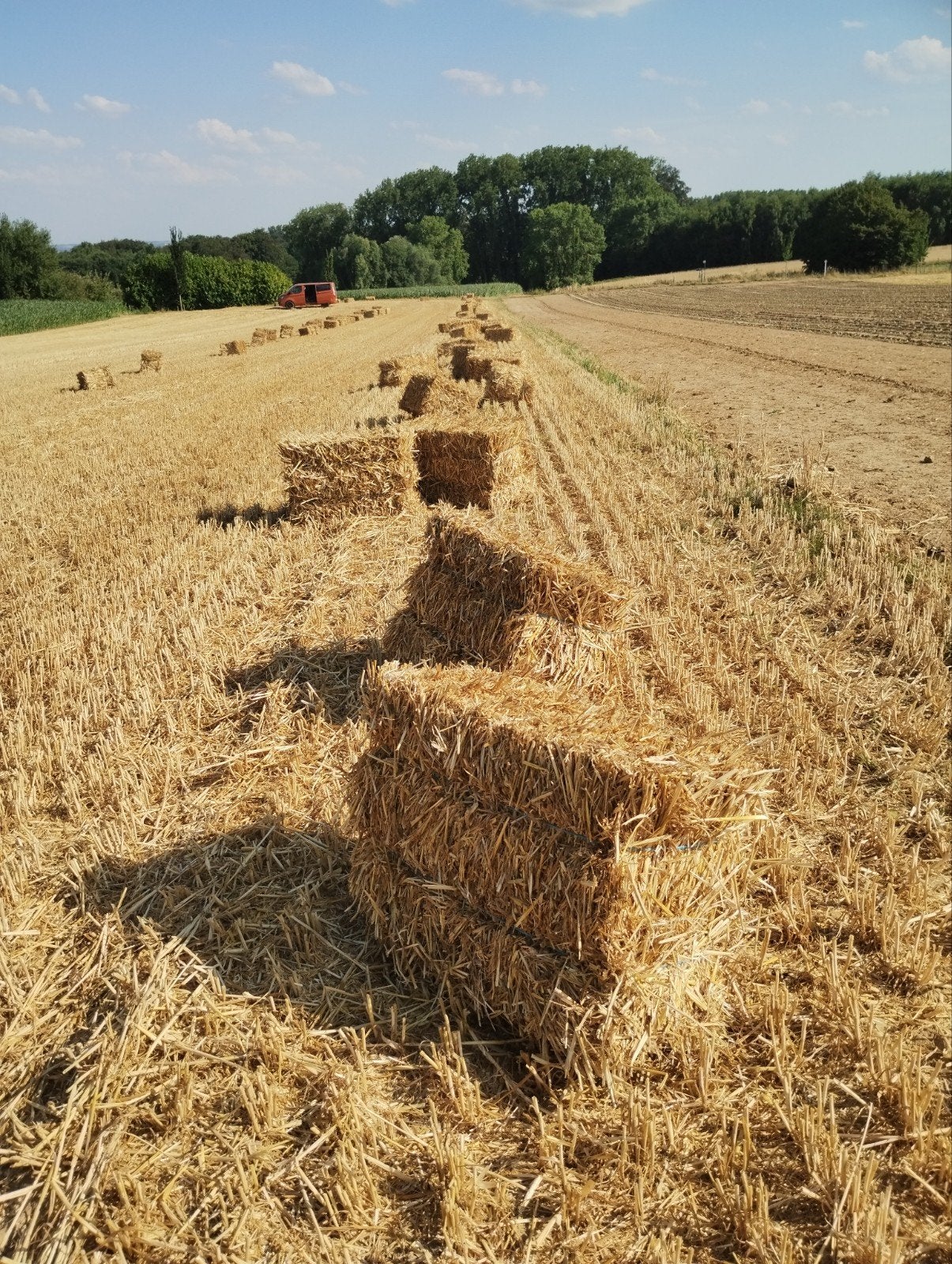 Petites balles de paille d'excellente qualité, Enlèvement ou Envoi