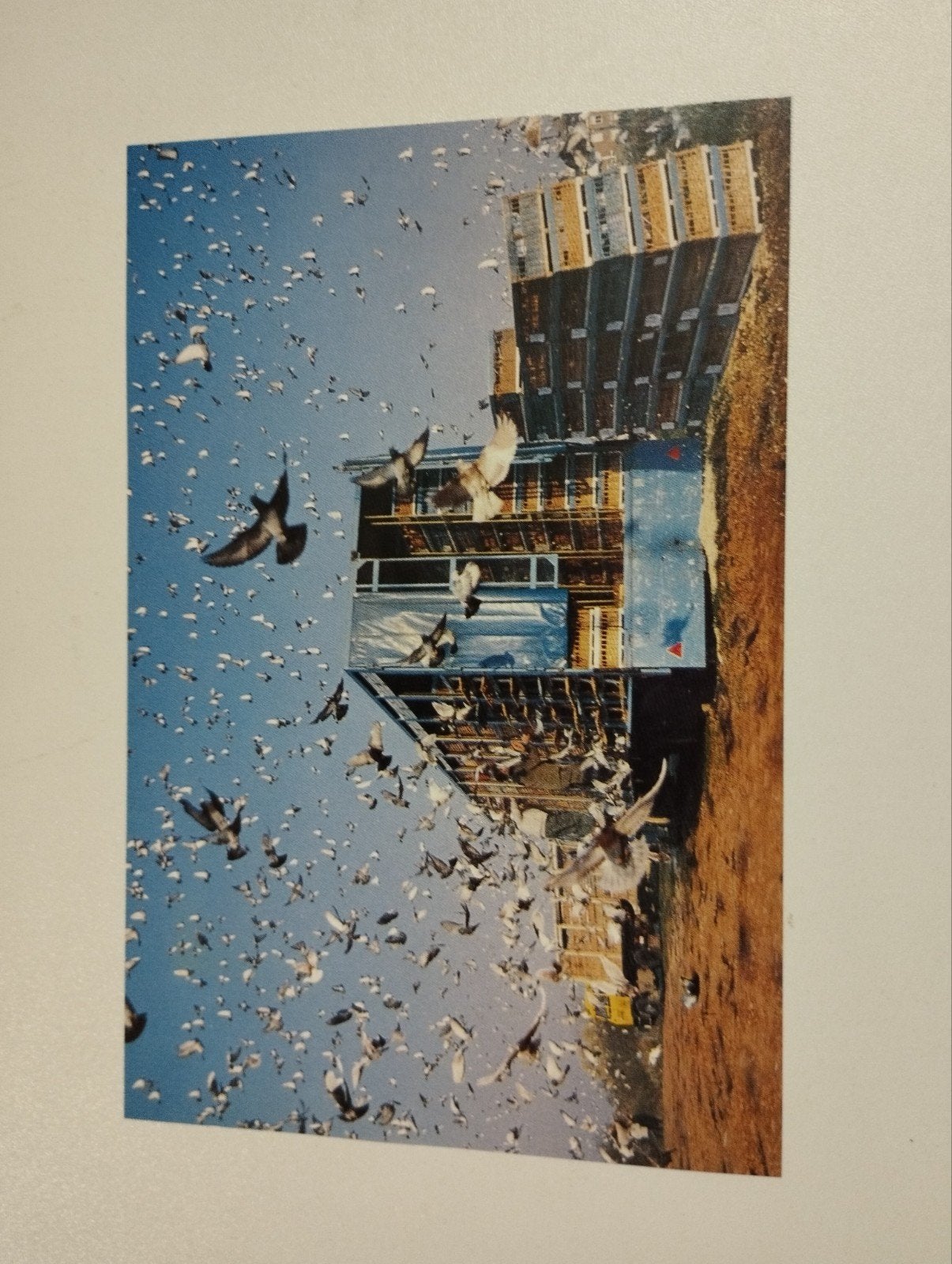 Een prent over een massa duiven die vliegen boven een duiven, Enlèvement, Gravure