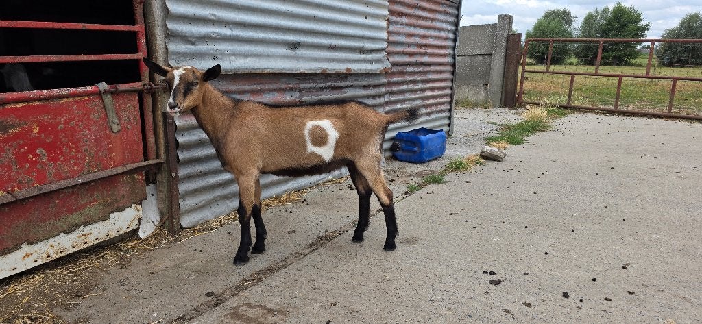 Geitenbok - groot ras, Dieren en Toebehoren, Schapen, Geiten en Varkens, Mannelijk, Geit, 0 tot 2 jaar