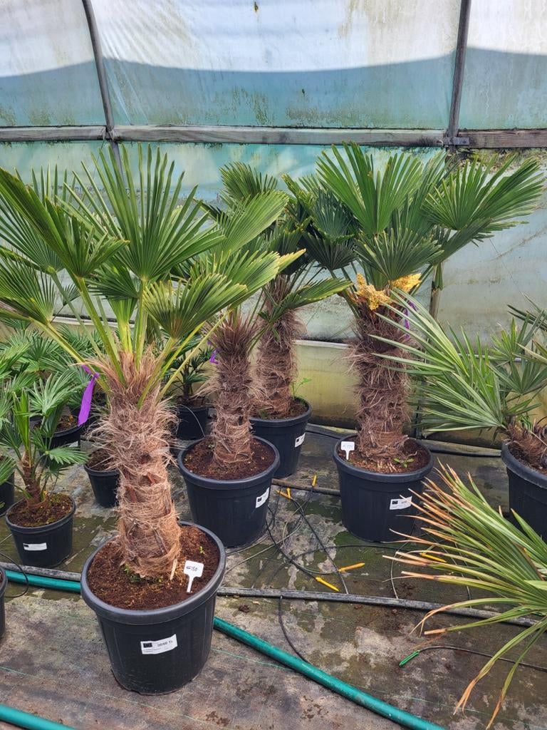 Trachycarpus wagnerianus 3€/cm stam, Ophalen