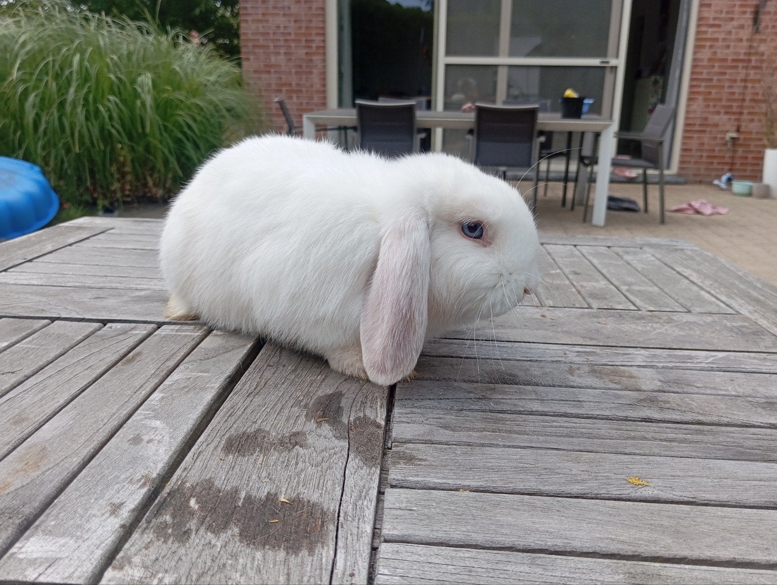 Witte voedster met blauwe ogen