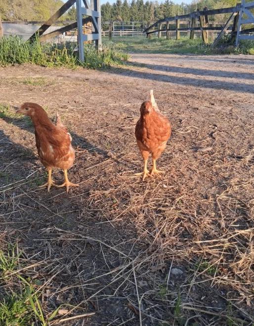 jonge legkippen, Dieren en Toebehoren, Pluimvee, Vrouwelijk, Kip