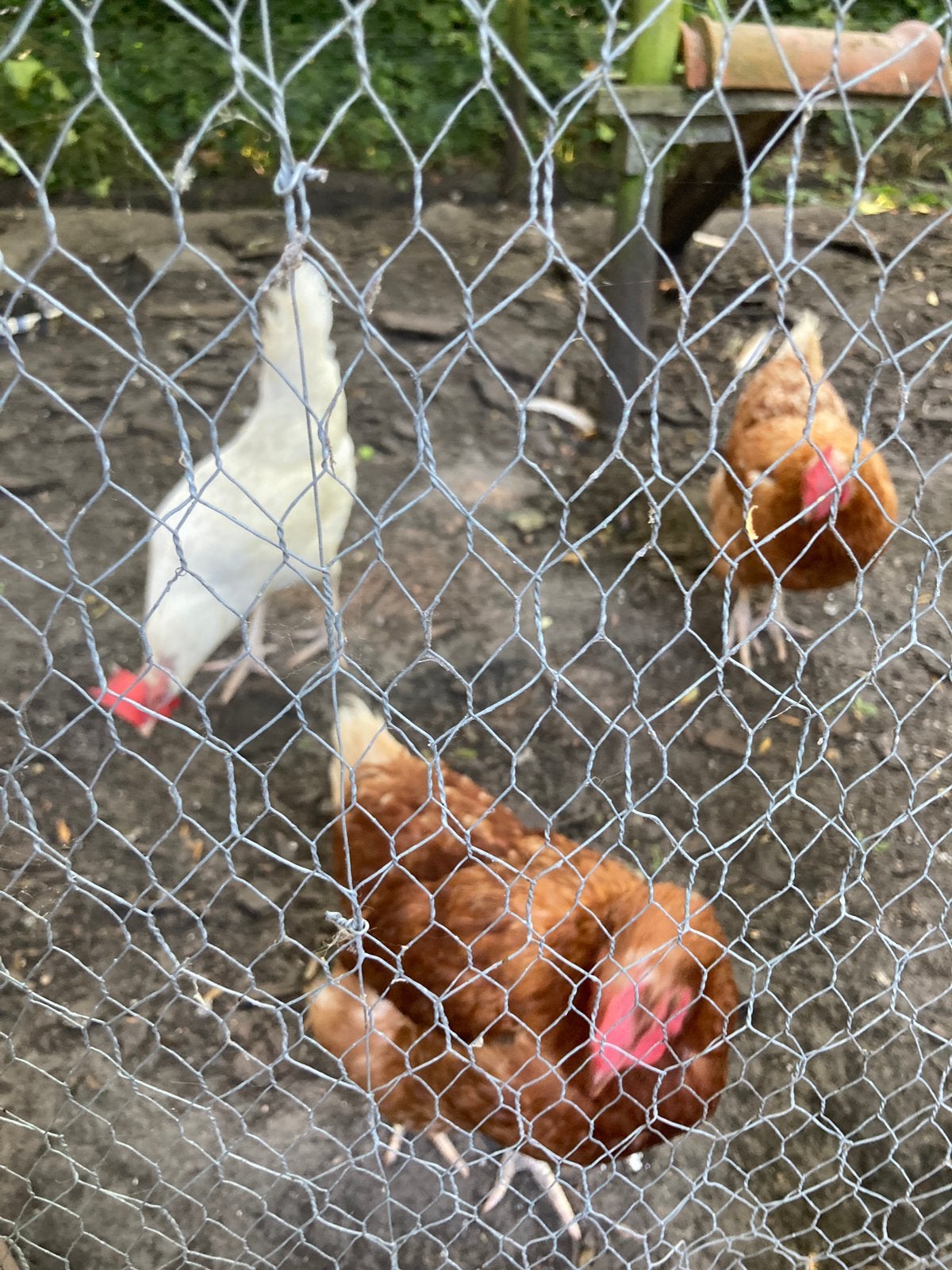 Kippen en sierhaantje te koop, Animaux & Accessoires, Mai, Femelle