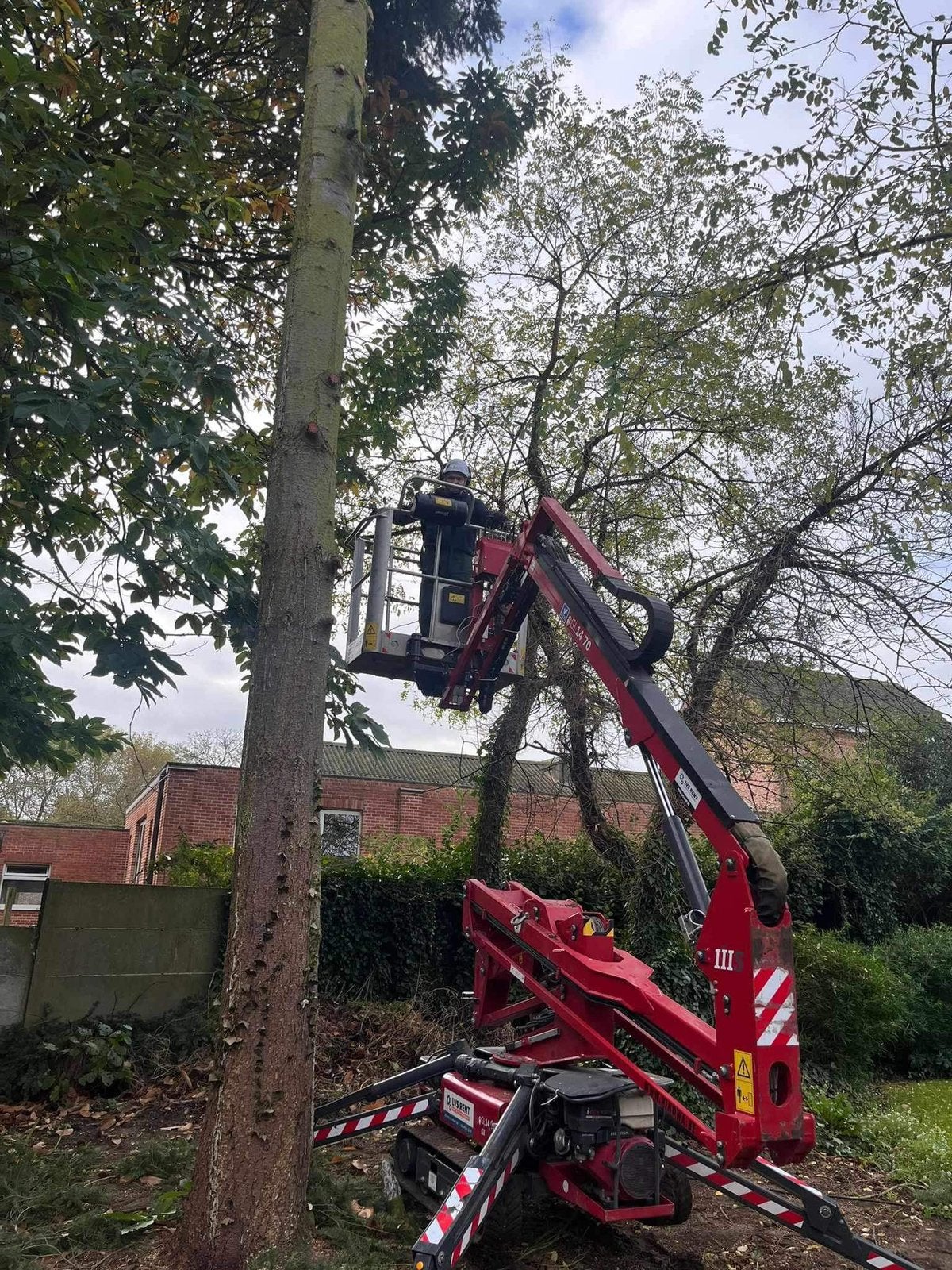 Verwijderen van bomen, Ophalen of Verzenden