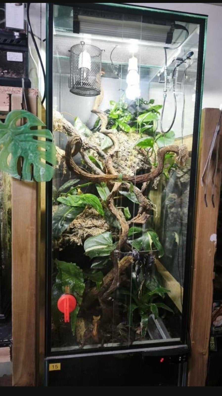 Grand Terra 40x60x120 Jungle Mood+ 1.1 bij Anthonat, Ophalen, Gebruikt, Terrarium of Paludarium