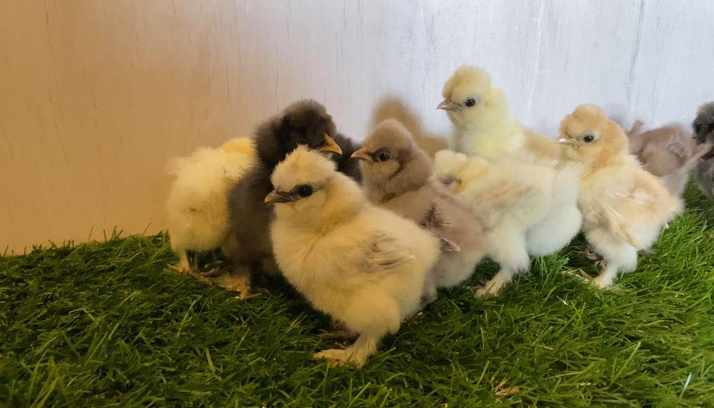 Zijdehoen usa kuikens, Dieren en Toebehoren, Pluimvee