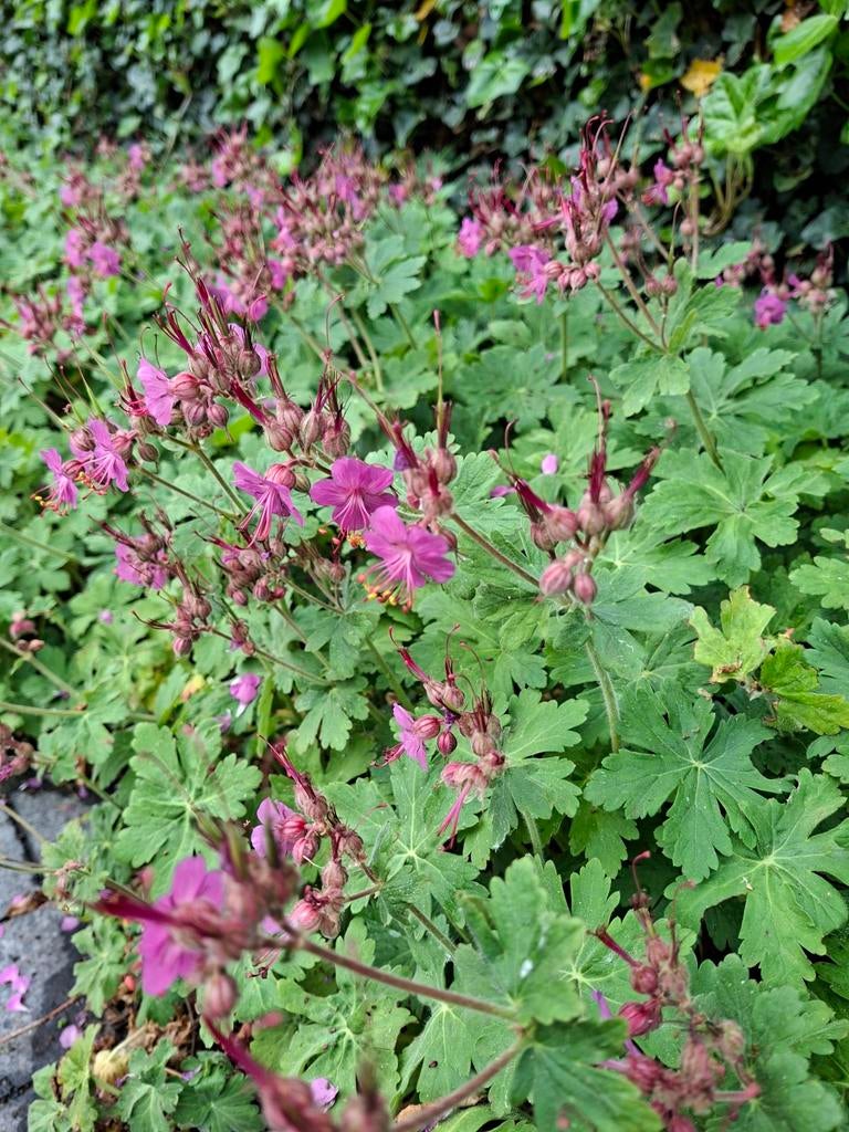 PLANT NU mooie sterke bodembedekker, Tuin en Terras, Planten | Tuinplanten, Ophalen, Lente, Vaste plant, Bodembedekkers