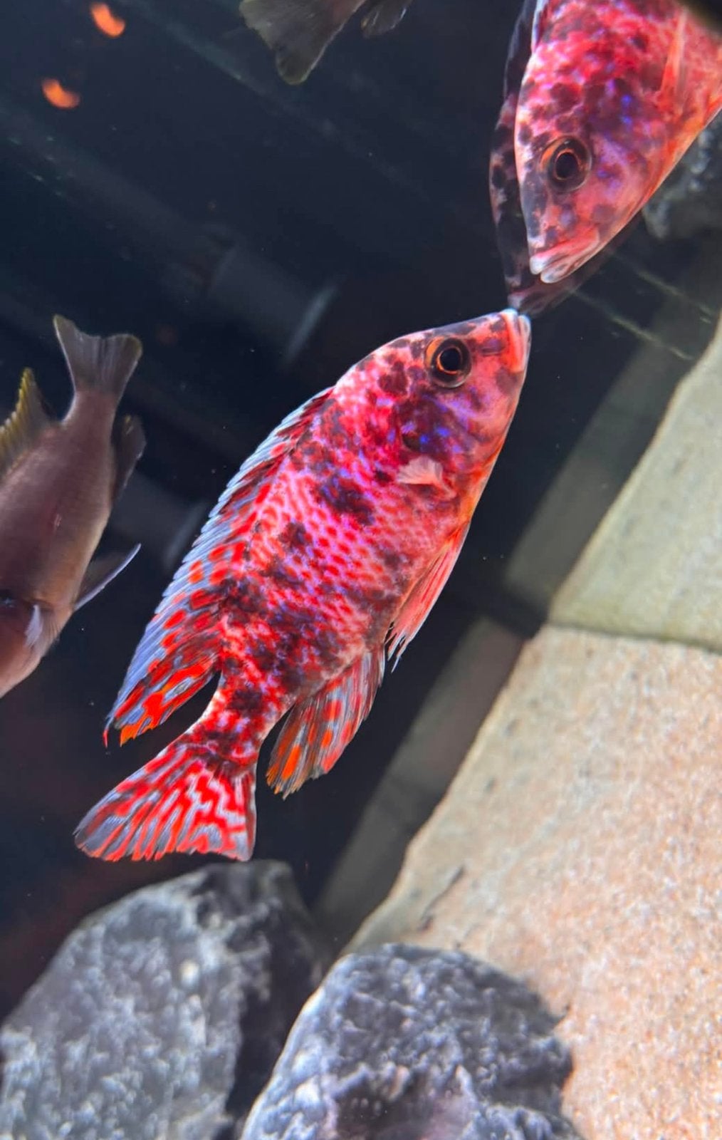 Malawi chilicden jongen, Dieren en Toebehoren, Vissen | Aquariumvissen