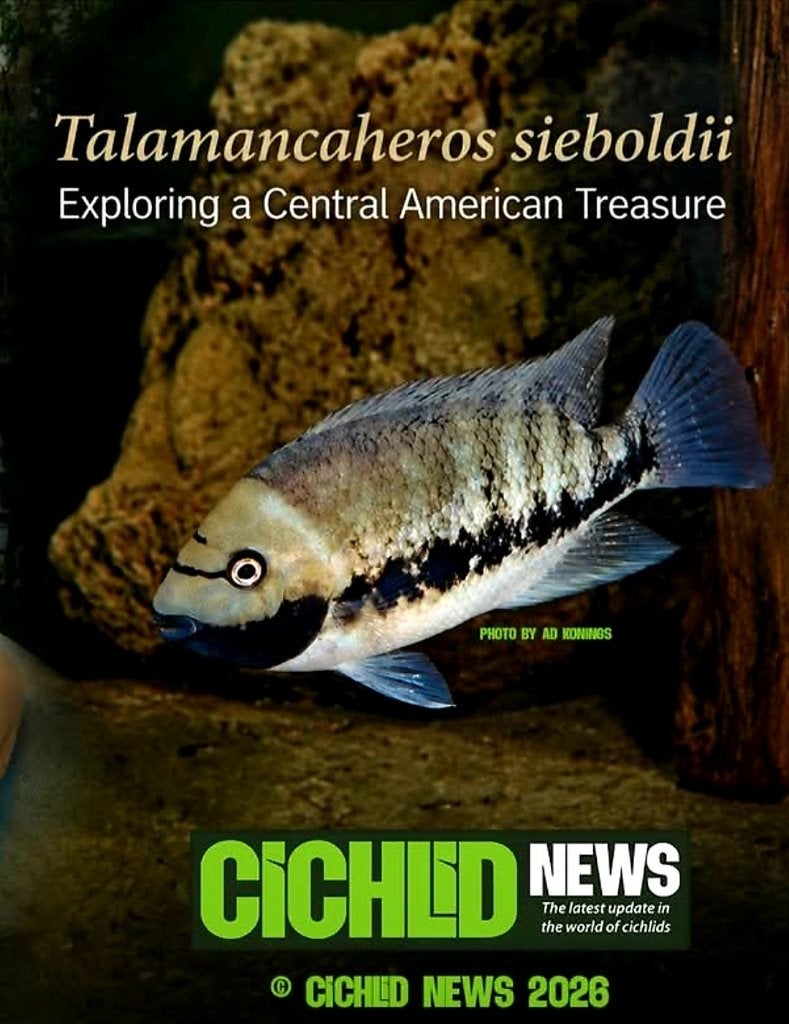 Aquariumvissen kweekgroep cichliden, Vis, Zoetwatervis