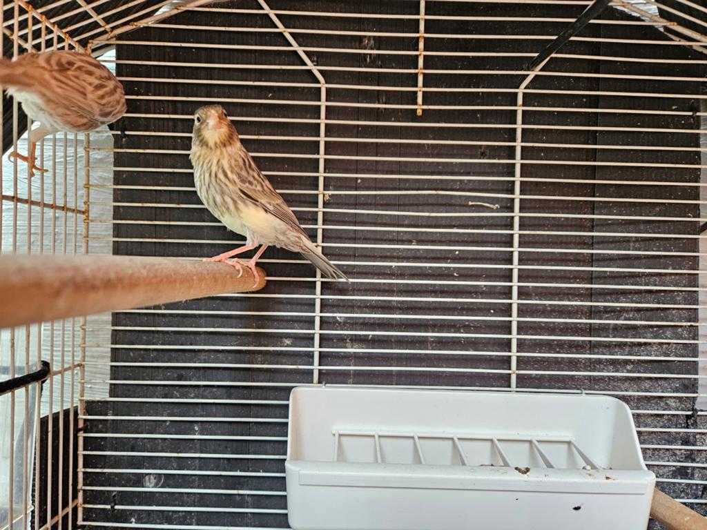 3 jonge kanaries te koop