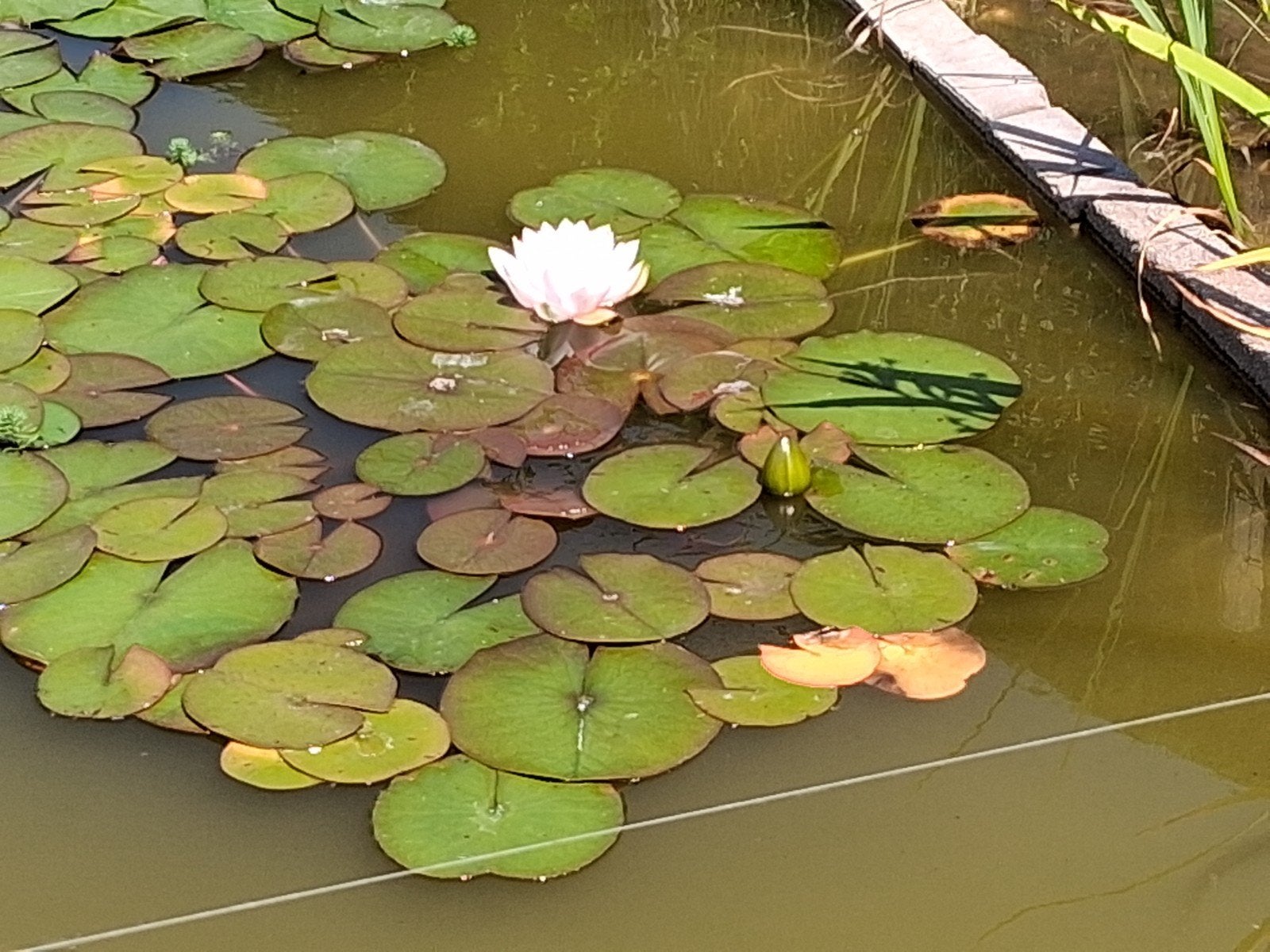Witte waterlelies te koop, Ophalen