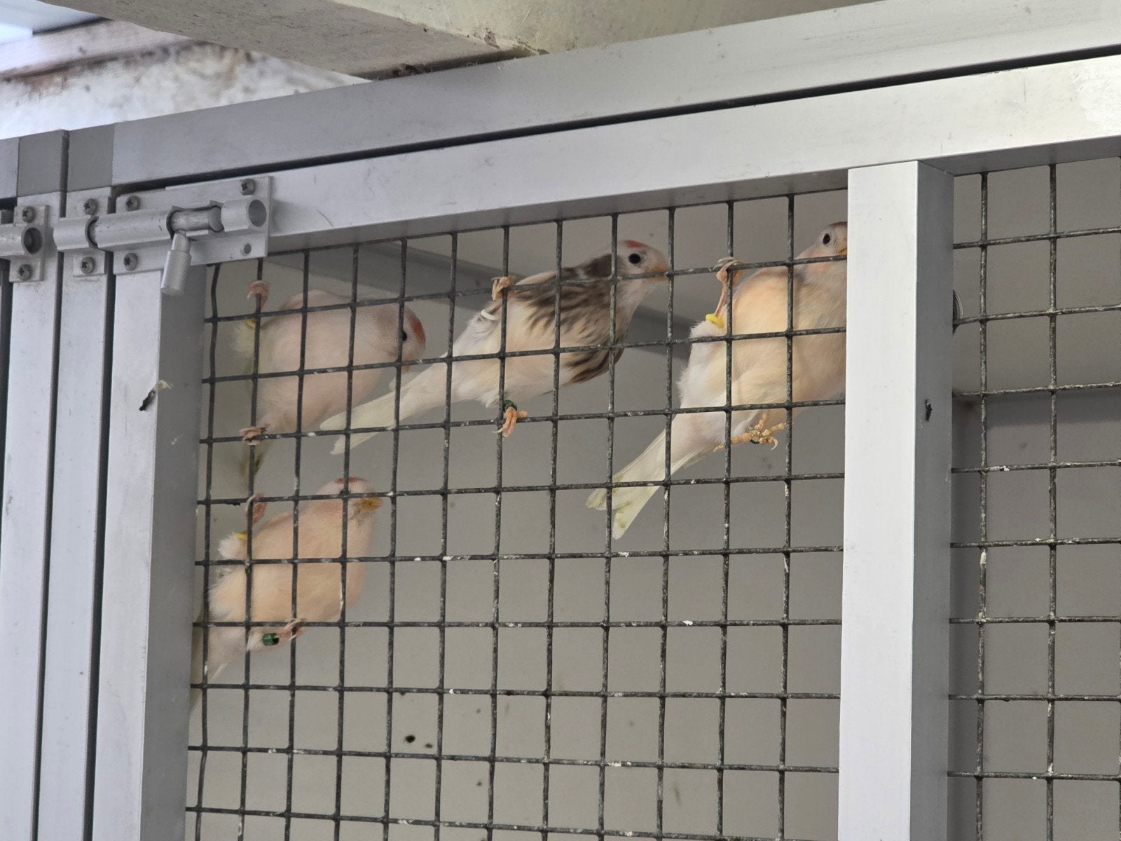 Barmsijsen in bruin - bont - isabel, Dieren en Toebehoren