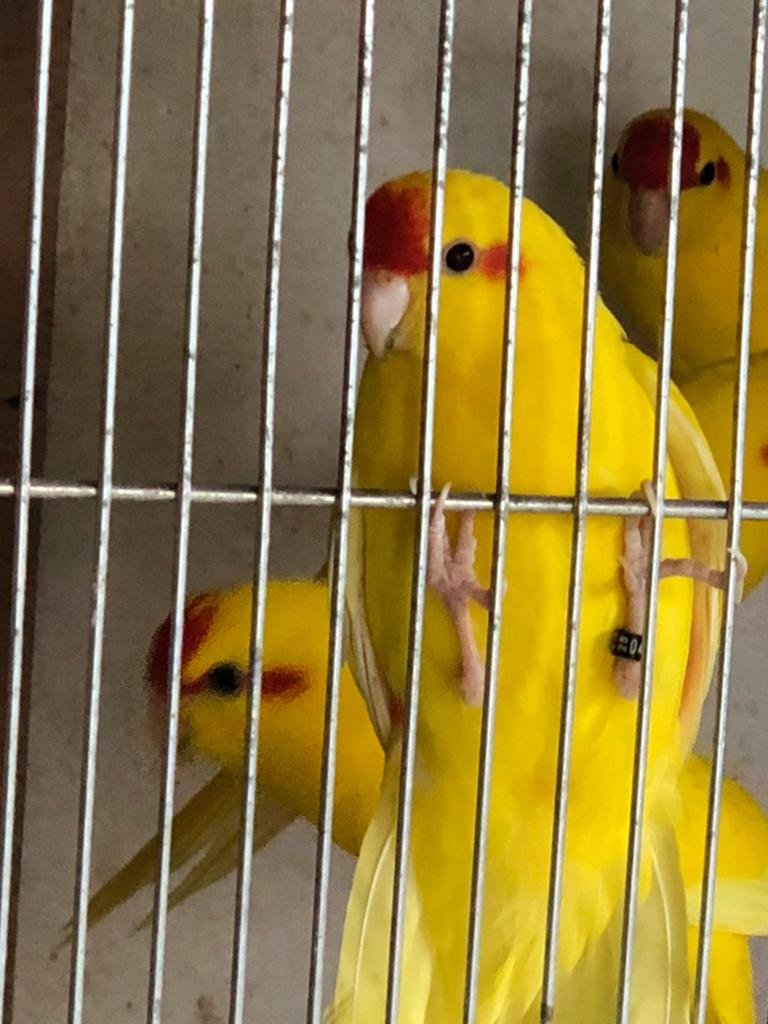Kakarikis te koop lutino. Geel, Animaux & Accessoires, Bagué