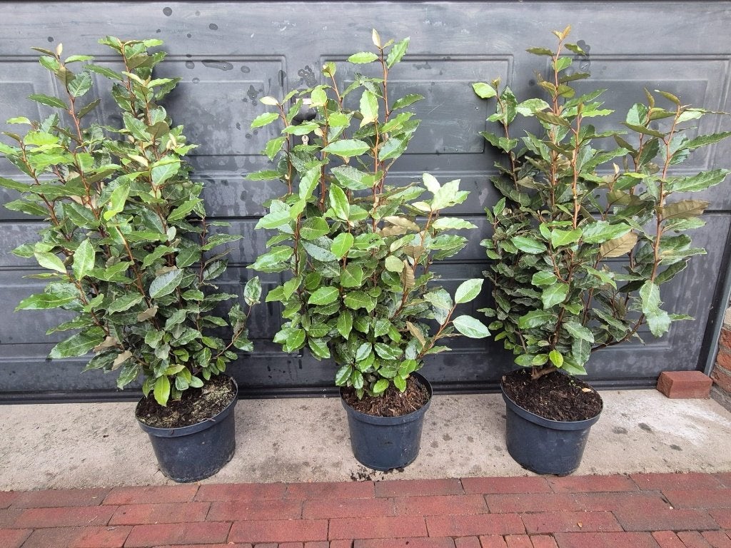 Olijfwilg compacta potgekweekte haagplanten 70-80 cm, Verzenden, Overige soorten, Haag, Minder dan 100 cm