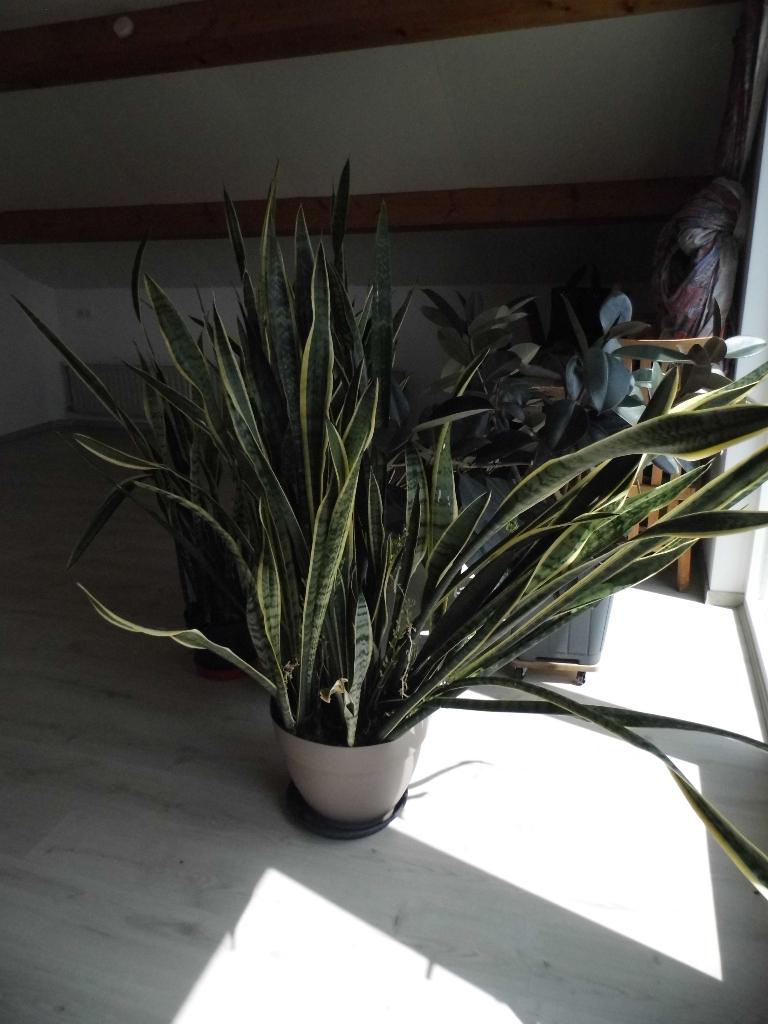 Sanseveria's , ficus elastica, Huis en Inrichting, Kamerplanten, Ophalen, 100 tot 150 cm, Overige soorten, In pot