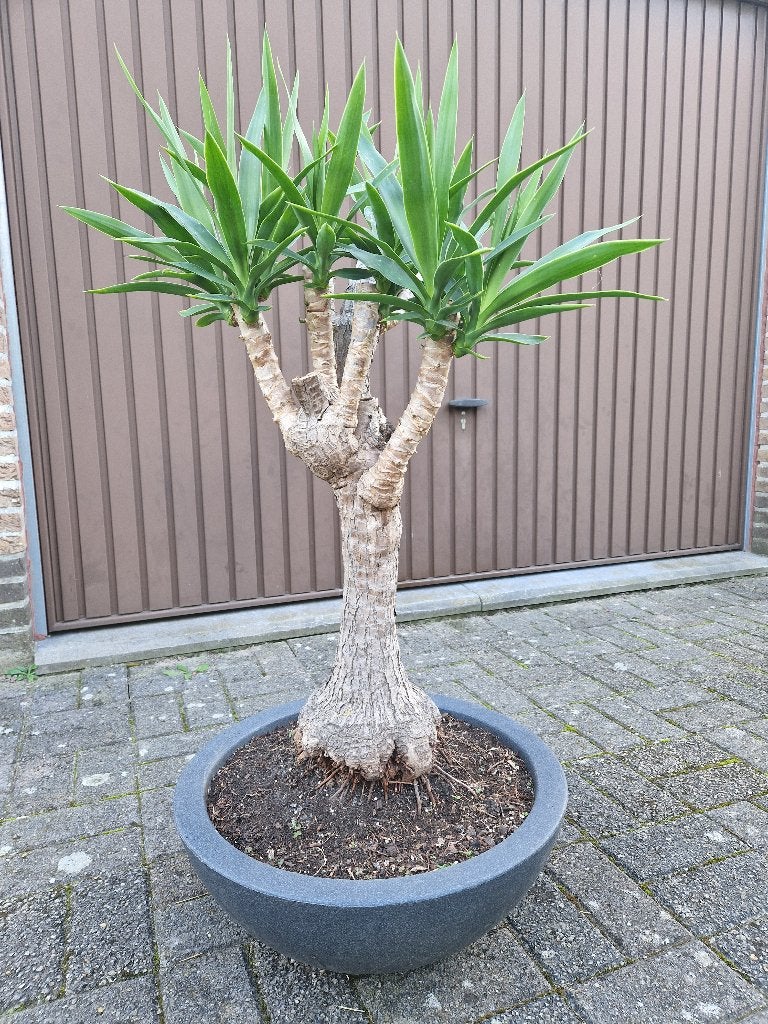Yucca Bonsai in schaal., Ophalen, Bonsai