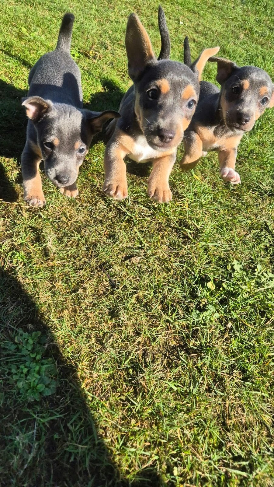 jack russel pups, Animaux & Accessoires, Chien (mâle), Belgique, 8 à 15 semaines, Plusieurs