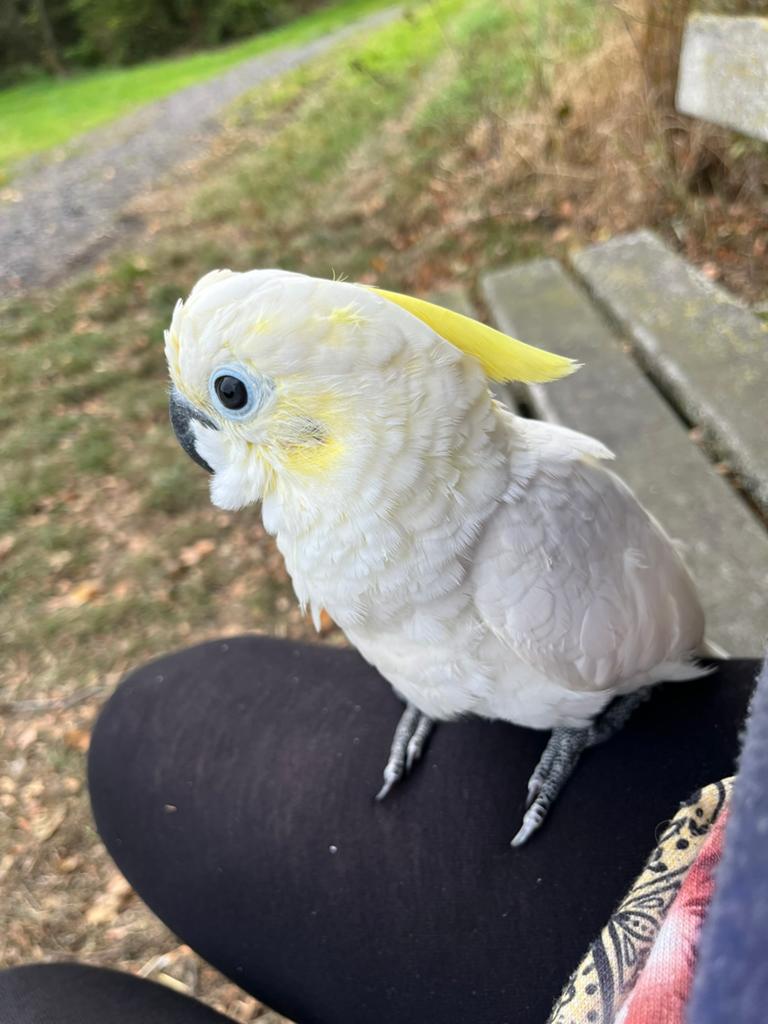 Cacatoès huppe jaune, Perroquet