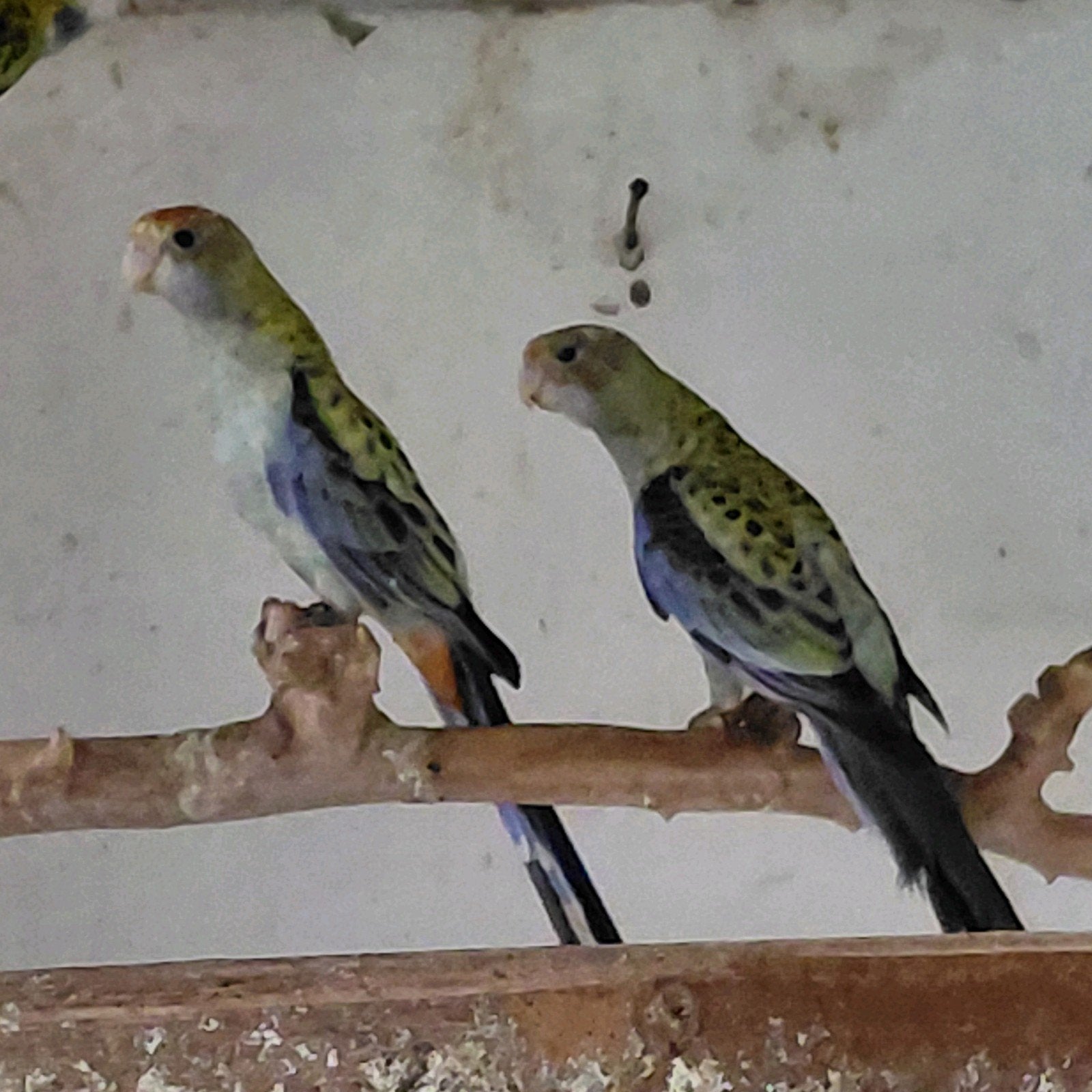 bleekkop rosella, Animaux & Accessoires, Oiseaux | Perruches & Perroquets