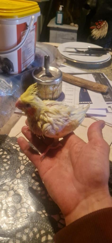 L'équipe Cockatiel, Animaux & Accessoires, Oiseaux | Perruches & Perroquets, Domestique