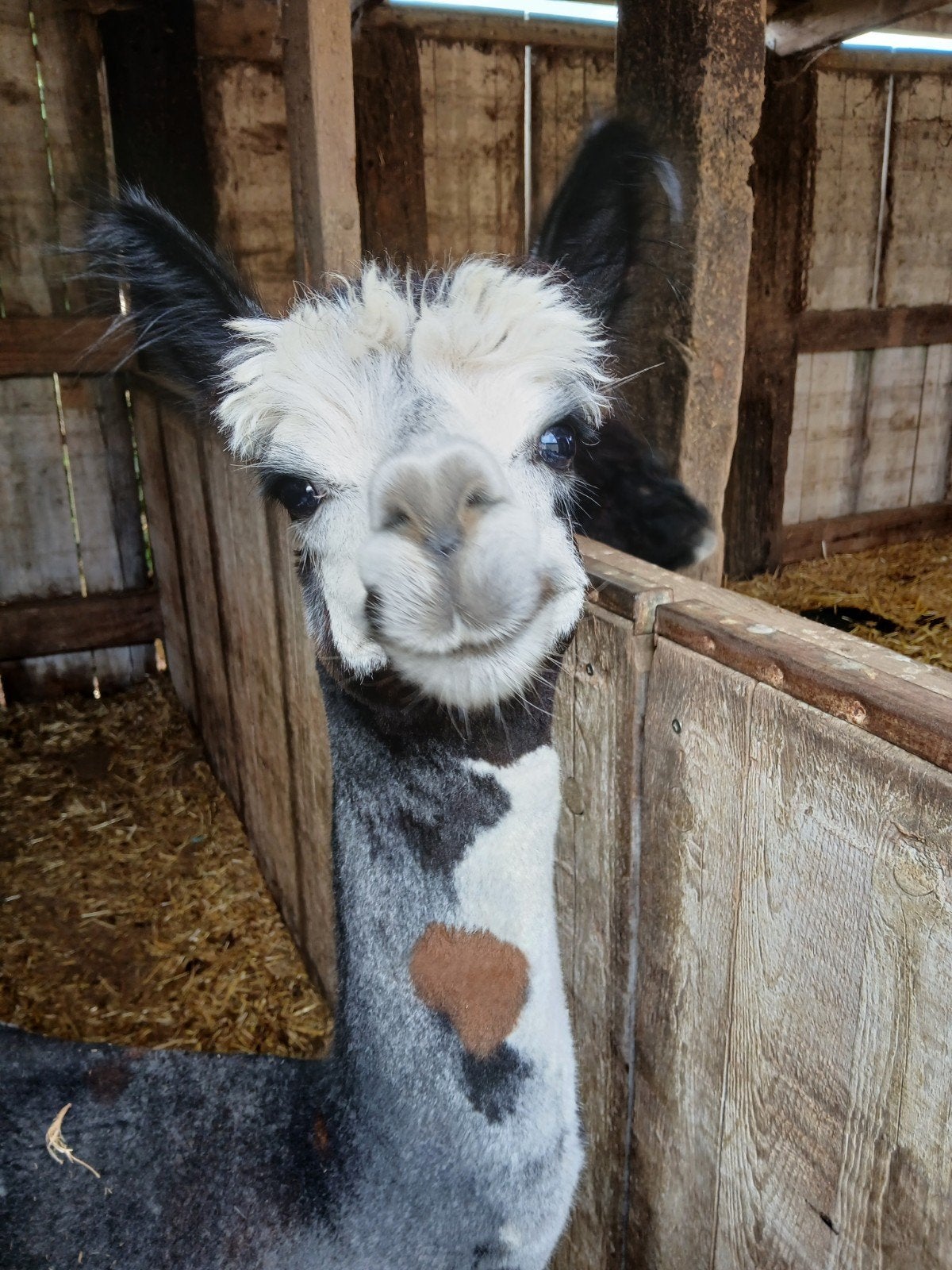 te koop, Dieren en Toebehoren, Augustus, Mannelijk