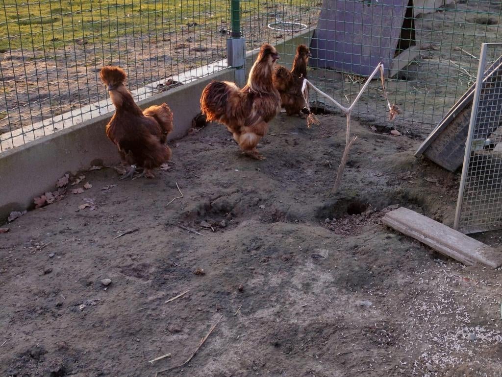 Broedeieren Zijdehoen Chocolade, Meerdere dieren, Kip