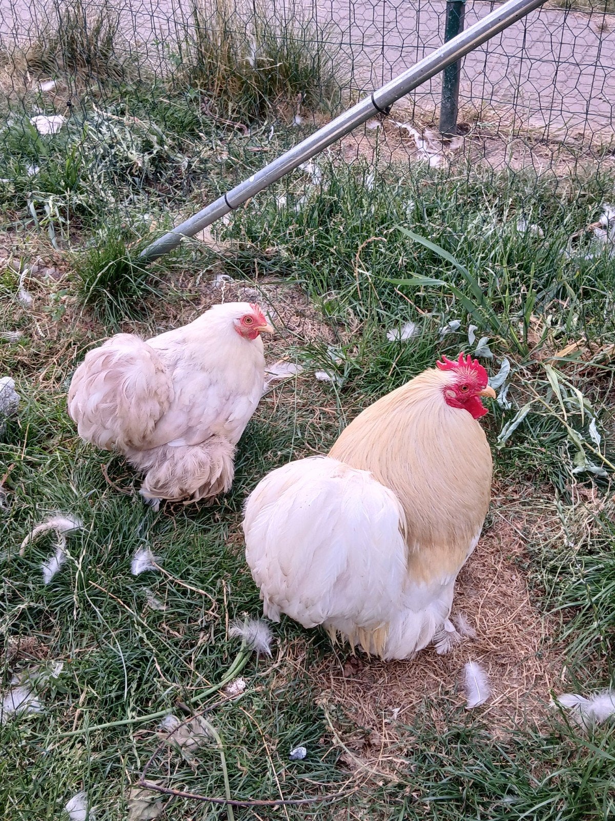 Cochin kriel bobtail, Dieren en Toebehoren, Pluimvee