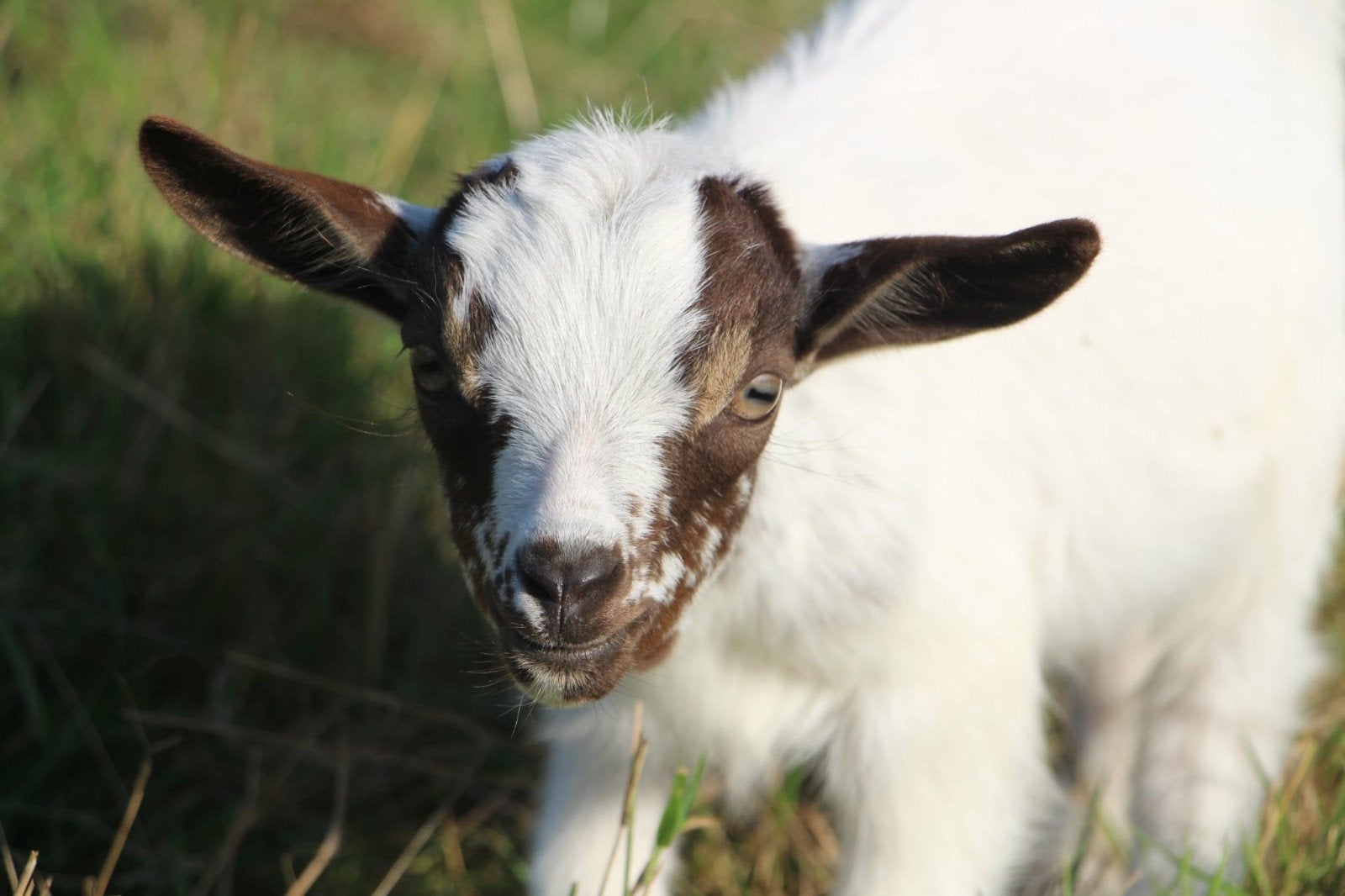 Aanhankelijk dwerggeit papflesbokje, Dieren en Toebehoren, Mannelijk, Geit, 0 tot 2 jaar