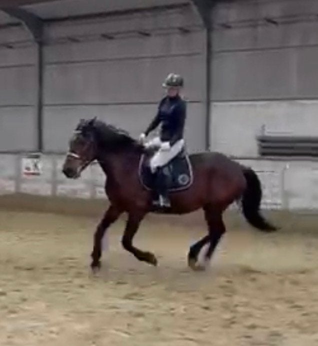 Bijrijder aangeboden/ verzorgpaard gezoch, Animaux & Accessoires, Chevaux, M, Cheval de récréation
