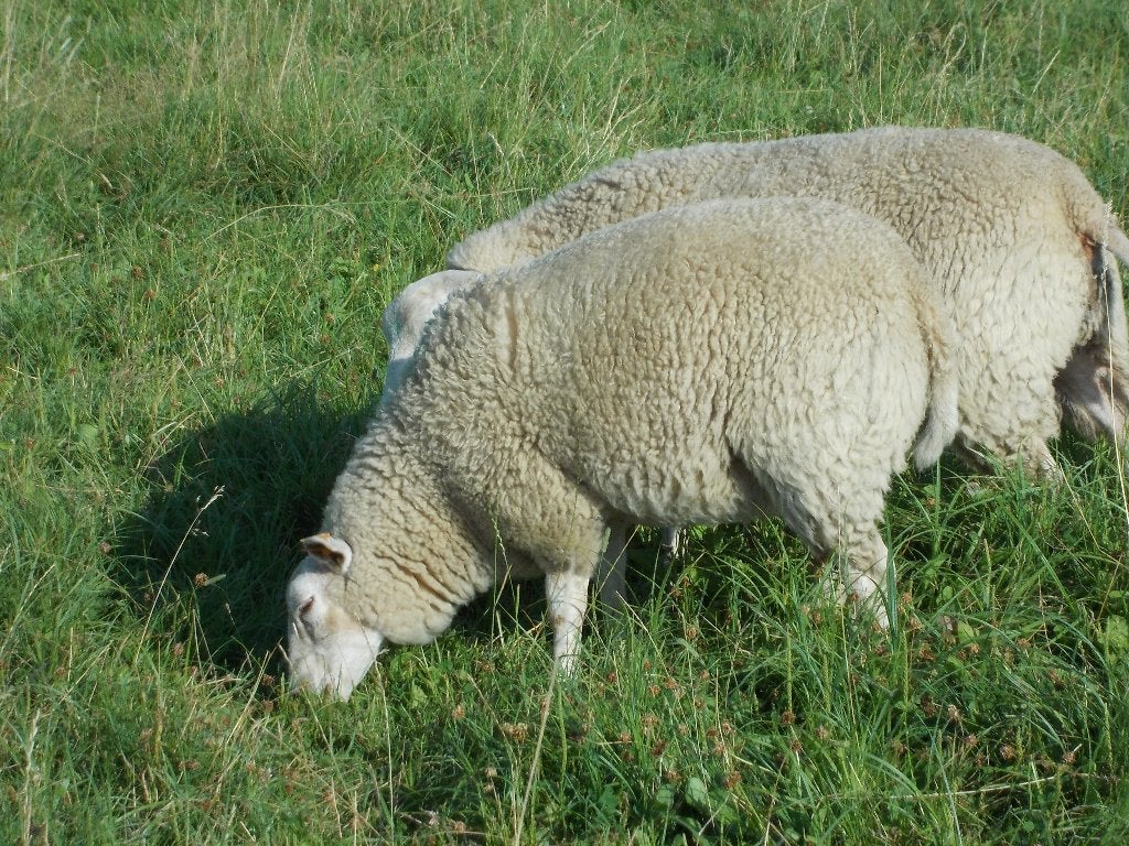 Ooi Schaaplam, Dieren en Toebehoren, Vrouwelijk, Schaap, 0 tot 2 jaar