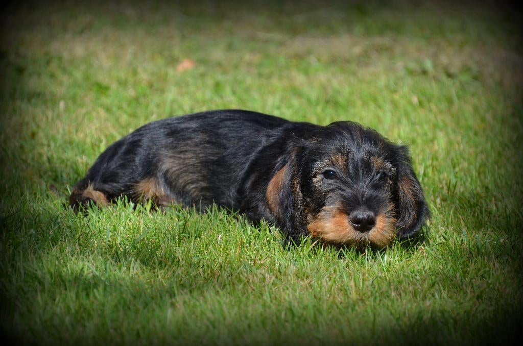 Chiots teckel à poil dur, Poils durs, Plusieurs, Hépatite contagieuse (maladie de Rubarth), Belgique
